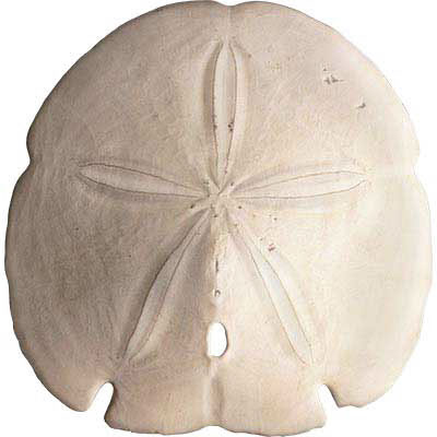 TRANSFER SAND DOLLAR