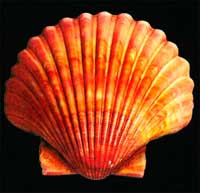 TRANSFER SCALLOP