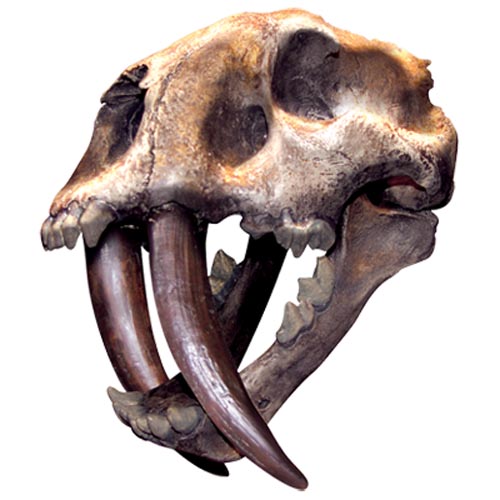 TRANSFER SABERTOOTHED TIGER