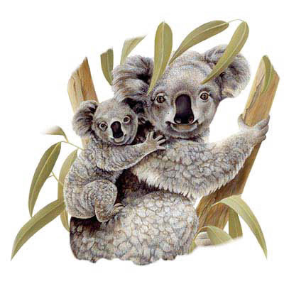 TRANSFER KOALA & BABY