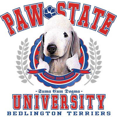 TRANSFER BEDLINGTON TERRIER