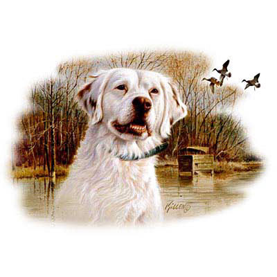 TRANSFER KING - ENGLISH SETTER