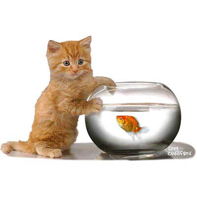 TRANSFER GINGER KITTEN FISHBOWL