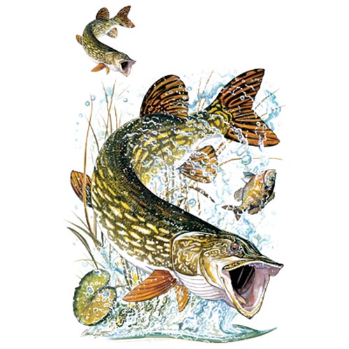 TRANSFER PIKE W/CREST