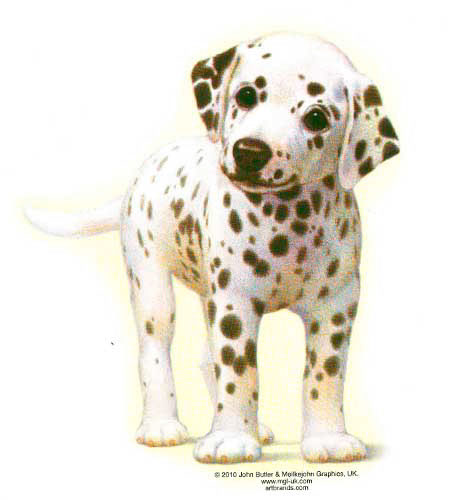 TRANSFER DALMATIAN