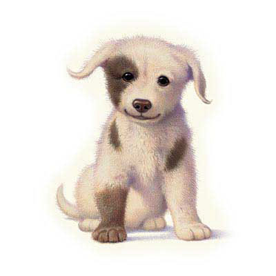 TRANSFER PUPPY