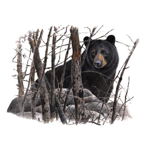 TRANSFER BLACK BEAR