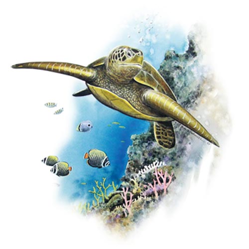 TRANSFER SEA TURTLE