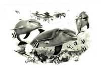 TRANSFER DOLPHIN FRIENDS