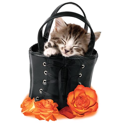 TRANSFER KITTEN IN BLACK BAG