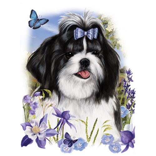 TRANSFER SHIHTZU