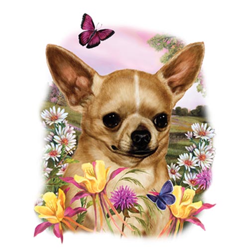 TRANSFER CHIHUAHA