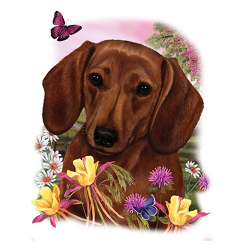 TRANSFER DACHSHUND