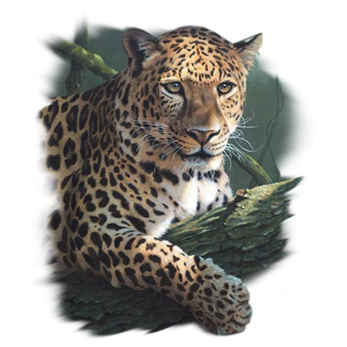 TRANSFER LEOPARD POSE