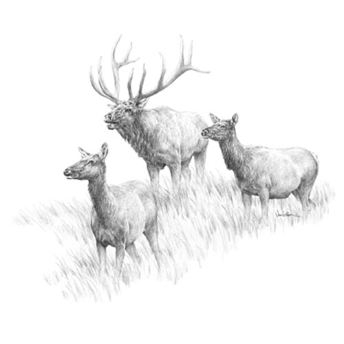 TRANSFER ELK PENCIL