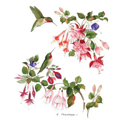 TRANSFER HUMMINGBIRD FUCHSIAS