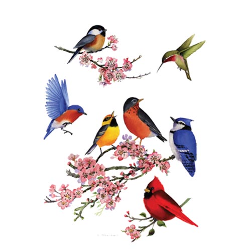 TRANSFER SONGBIRDS OF AMERICA