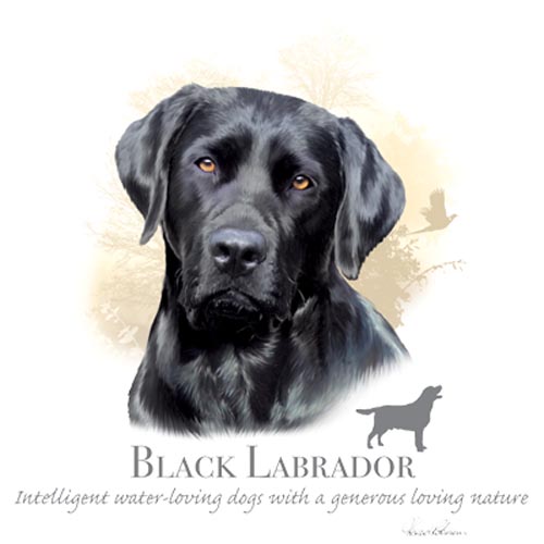 TRANSFER BLACK LABRADOR - HR