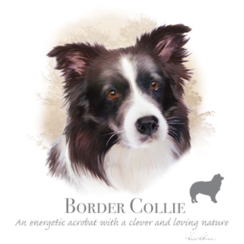 TRANSFER BORDER COLLIE - HR