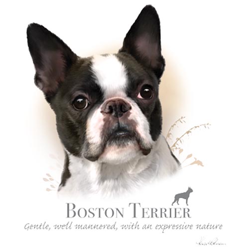 TRANSFER BOSTON TERRIER - HR