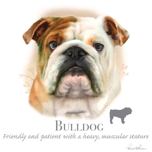 TRANSFER BULLDOG - HR