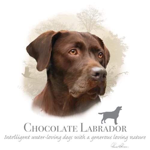 TRANSFER CHOCOLATE LABRADOR - HR