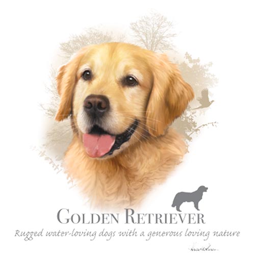 TRANSFER GOLDEN RETRIEVER - HR