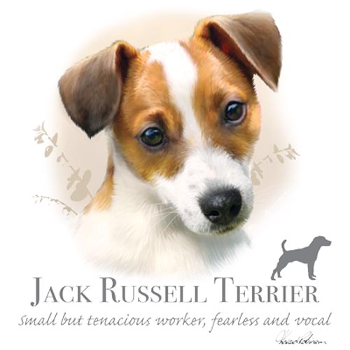TRANSFER JACK RUSSELL TERRIER - HR