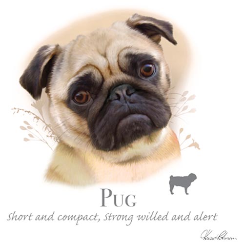 TRANSFER PUG - HR