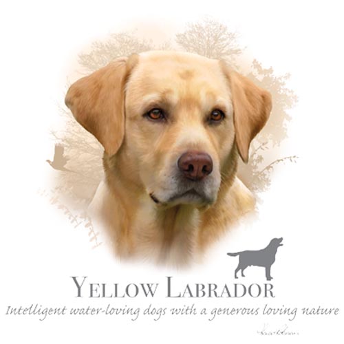 TRANSFER YELLOW LABRADOR - HR