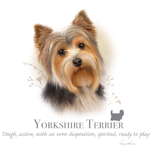 TRANSFER YORKSHIRE TERRIER - HR