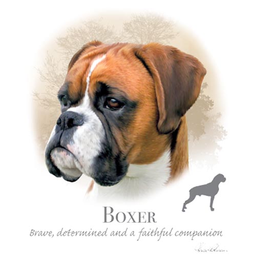 TRANSFER BOXER - HR