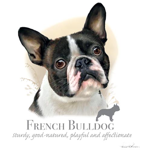 TRANSFER FRENCH BULLDOG - HR