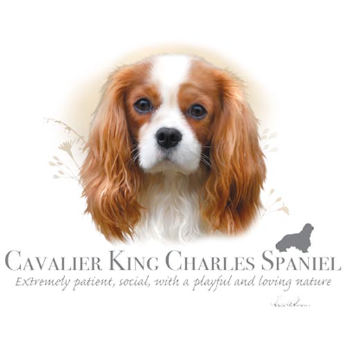 TRANSFER CAVALIER KING CHARLES SPANIEL - HR