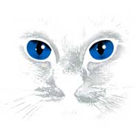 TRANSFER BLUE EYES BLACK CAT