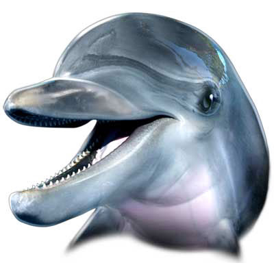 TRANSFER DOLPHIN FACE