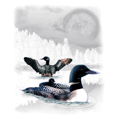 TRANSFER LOON WILDERNESS (DARKS ONLY)