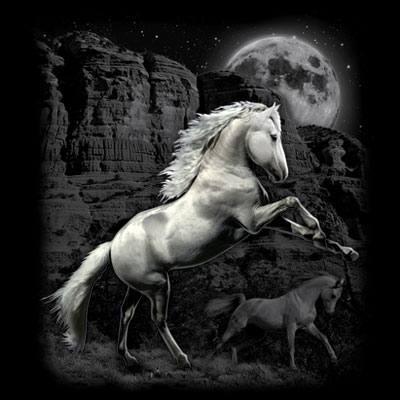 TRANSFER WHITE HORSE WILDERNESS (DARKS ONLY)