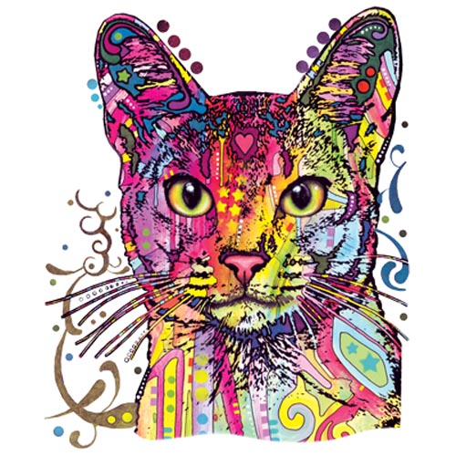 TRANSFER ABYSSINIAN