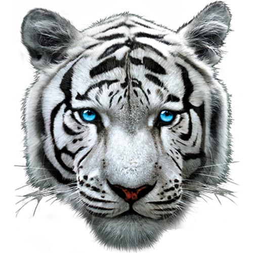 TRANSFER WHITE TIGER