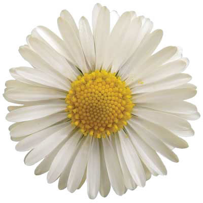 TRANSFER WHITE DAISY