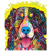 TRANSFER BERNESE MOUNTAIN DOG