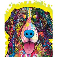 TRANSFER BERNESE MOUNTAIN DOG