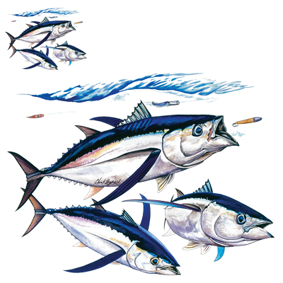 TRANSFER ALBACORE