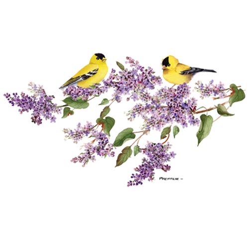 TRANSFER LILAC GOLDFINCH