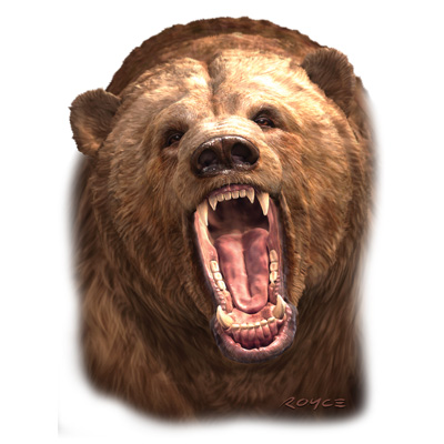 TRANSFER GRIZZLY
