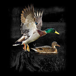TRANSFER DUCK WILDERNESS (DARKS ONLY)