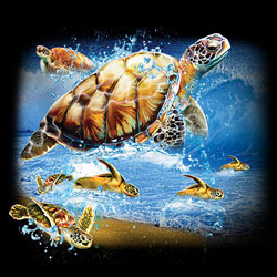 TRANSFER TURTLES INTO THE SEA