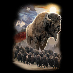 TRANSFER AMERICAN BISON