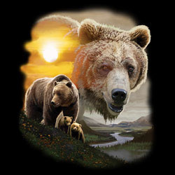 TRANSFER AMERICAN GRIZZLY